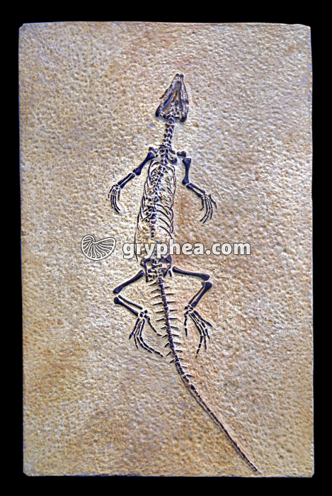 Homeosaurus maximiliani (Jurassique supérieur, 140 Ma) - gryphea.com